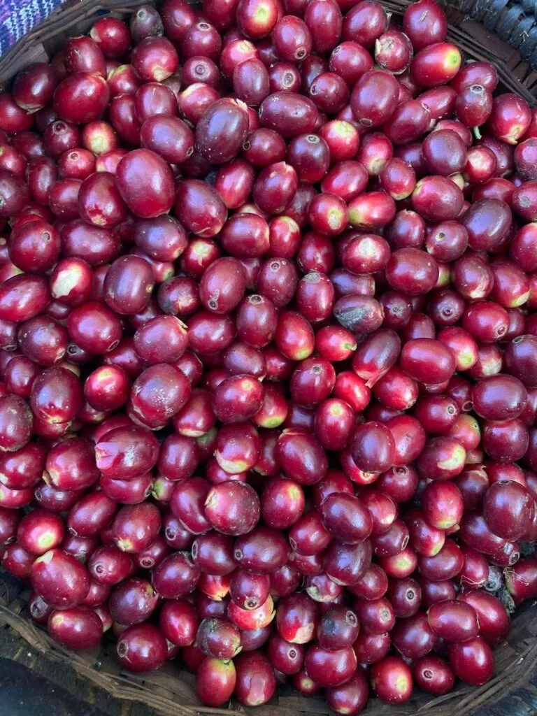 A woven basket filled with ripe red coffee cherries