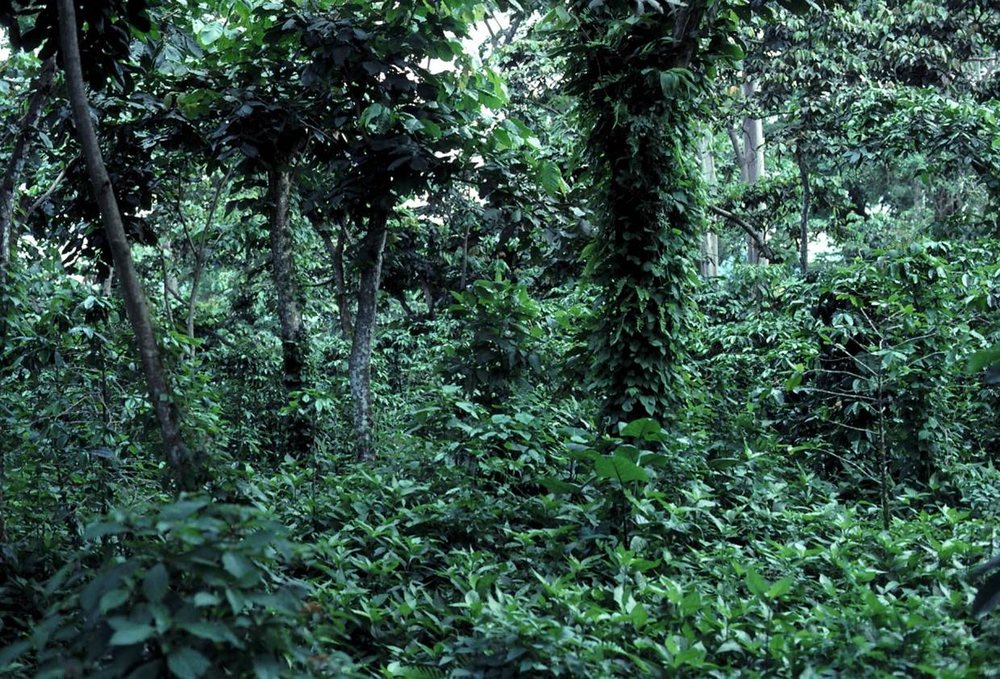 Dense forest understorey, uncleared, with vine-covered trunks and living ground cover