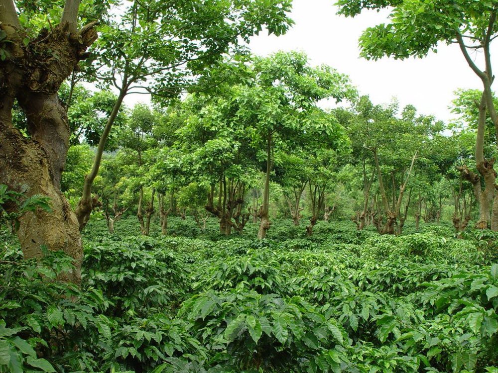 Coffee bushes growing beneath a canopy of mature shade trees