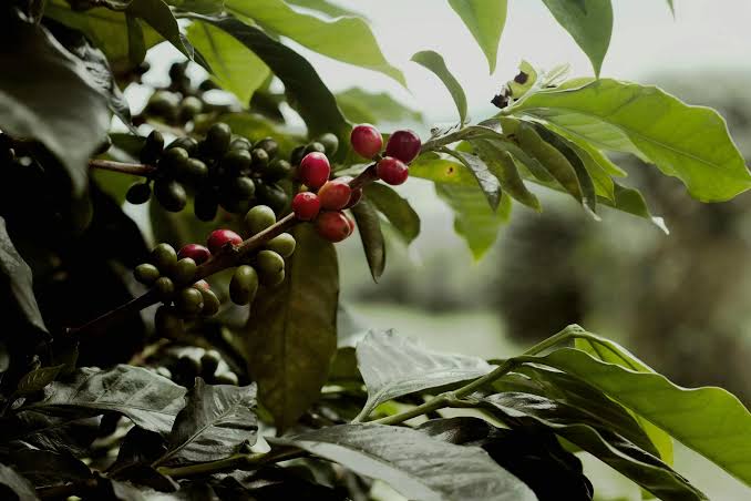 A coffee branch carrying ripe red and unripe green cherries together